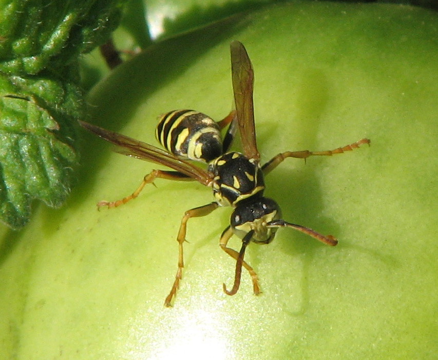 Polistes sp. (Vespidae)